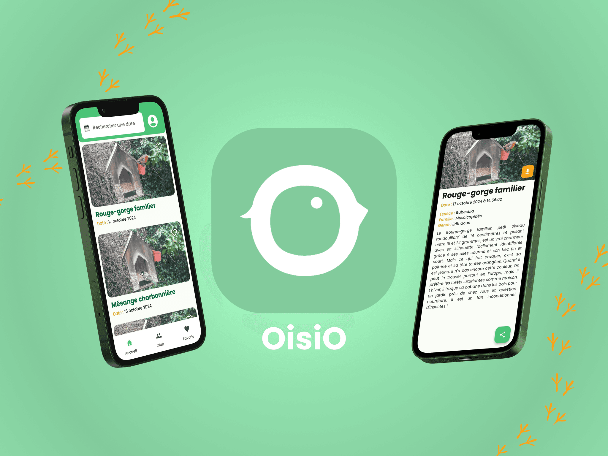 OisiO mobile app — species identification feed