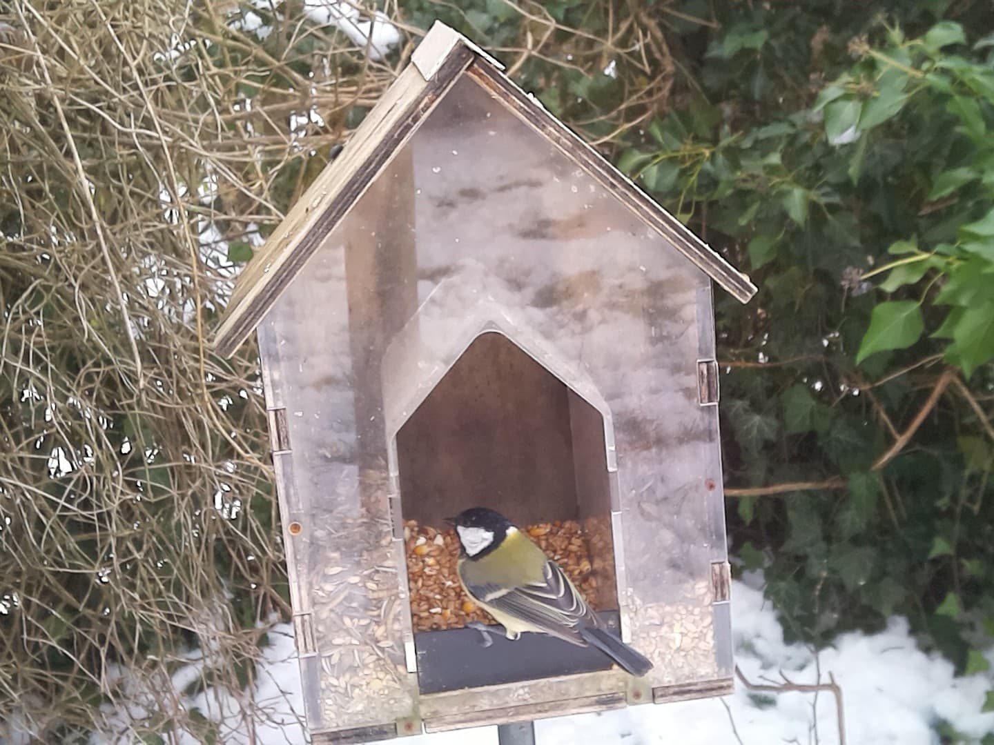 One of the OisiO feeder prototypes (Raspberry Pi) with a bird feeding inside
